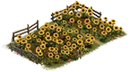 Sonnenblumenbeet
